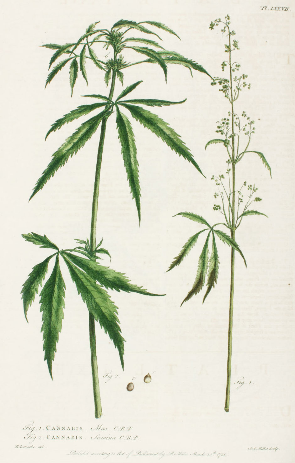 Plate LXXVII., Cannabis, Tourn. Inst. R. H. 535. Tab. 309. Raii Meth. Pl. 19. Lin. Gen. Plant. 988.