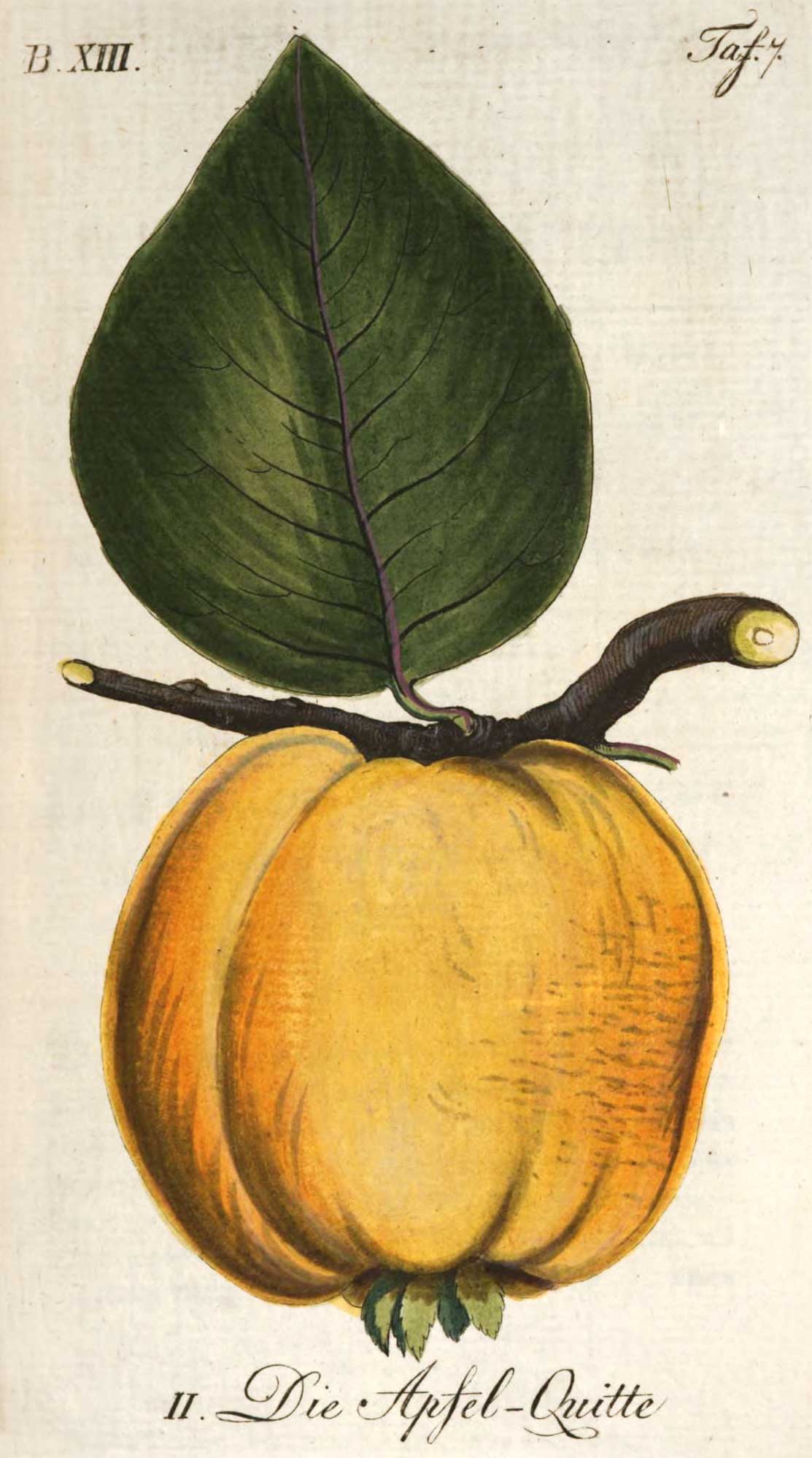 B. XIII. Tafel 7. II. Die Apfel-Quitte